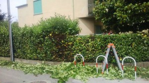 taglio siepi vicenza