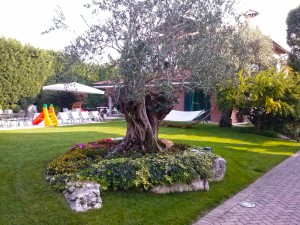 posa tappeti erbosi a vicenza