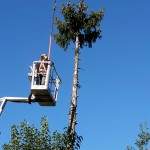 Abbattimento Alberi, Potatura Siepi a Vicenza