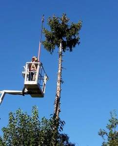 Abbattimento Alberi, Potatura Siepi a Vicenza