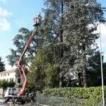 Abbattimento Alberi, Potatura Siepi a Vicenza