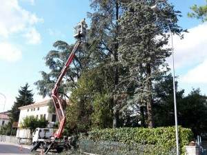 Abbattimento Alberi, Potatura Siepi a Vicenza