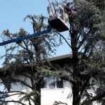 Potatura Alberi e Siepi a Vicenza