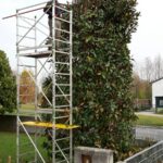 Potatura Siepi e Alberi a Vicenza